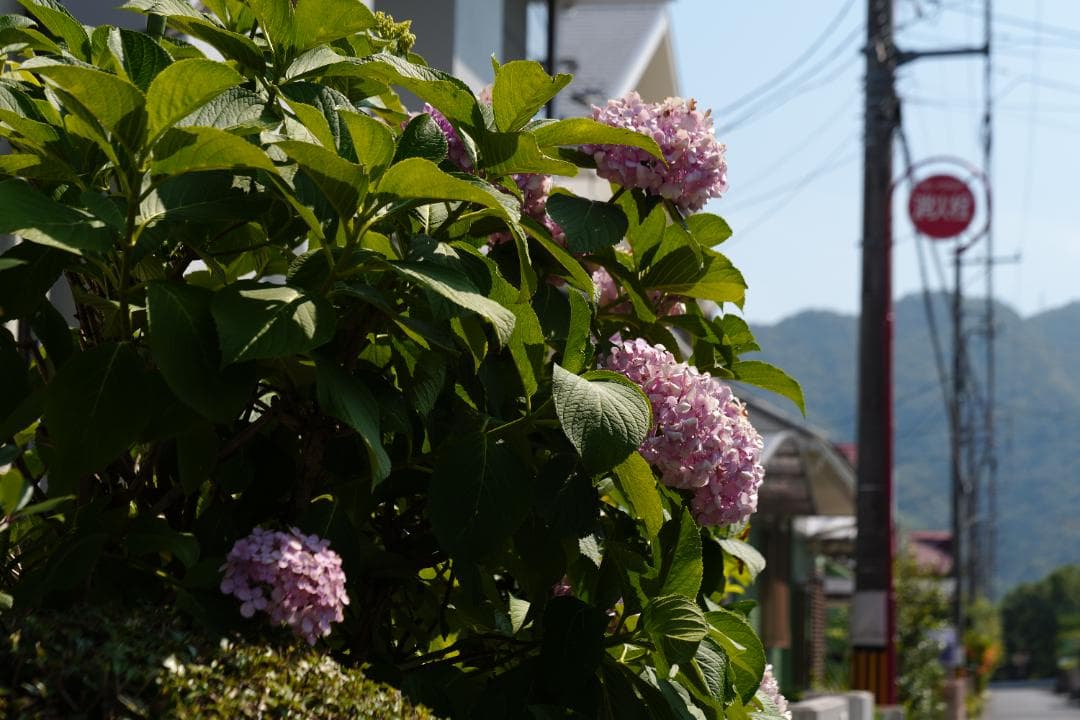 綺麗 Panasonic LUMIX S 24-105mm F4