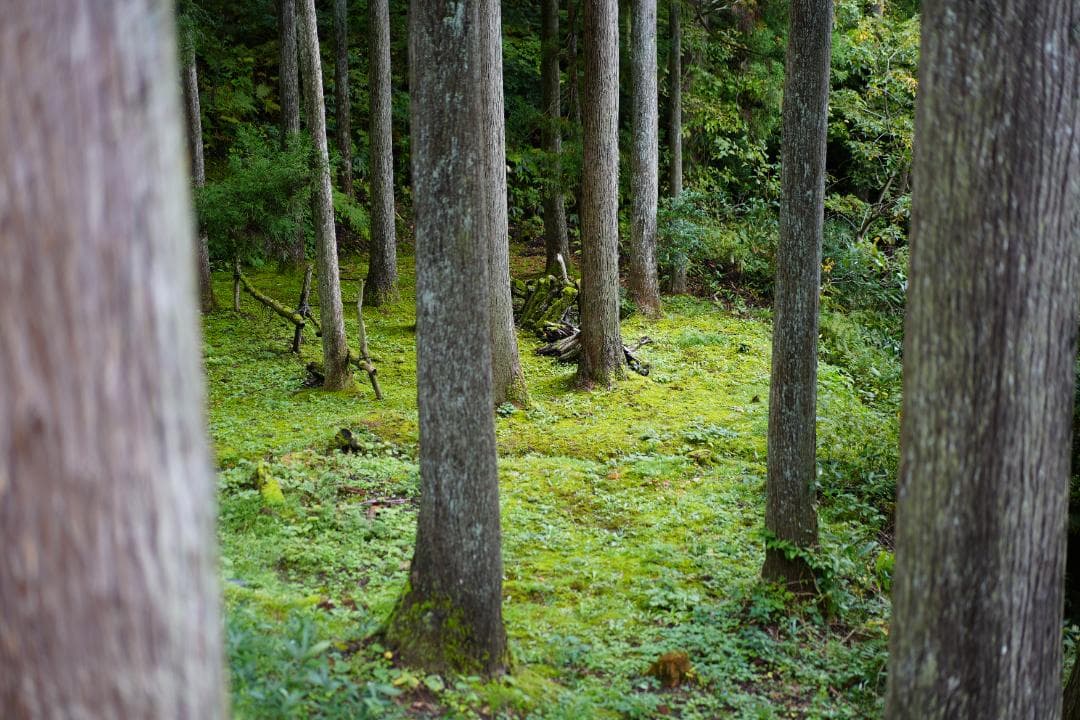 レンズ(単焦点) Sonnar T* FE 55mm F1.8 ZA