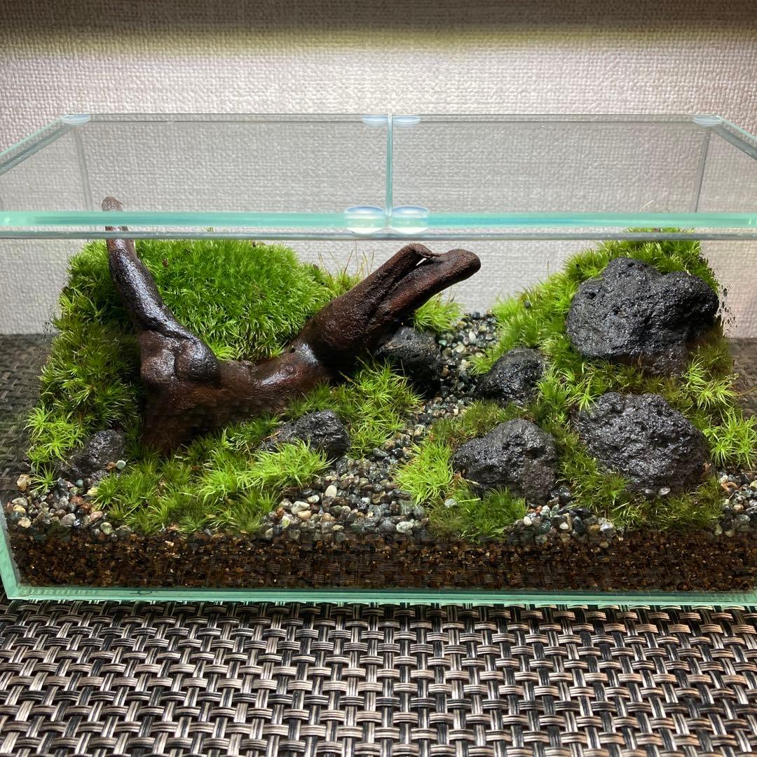 苔テラリウム　コレクション3
