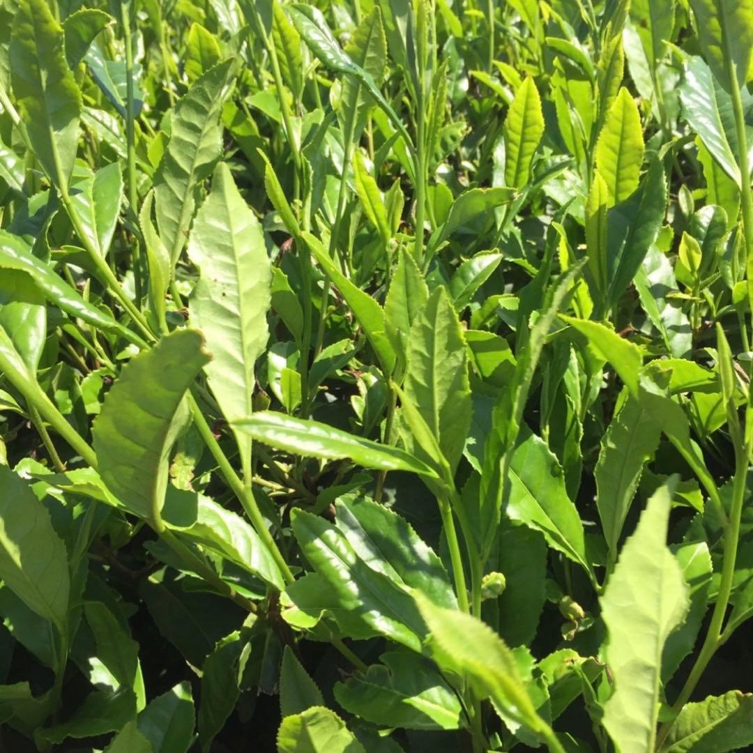 八女茶(特上煎茶)2袋(ほうじ茶)12袋(玄米茶)12袋ヒー