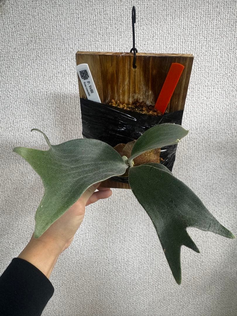 P. vellii ベリー　ビカクシダ　子株　oc株