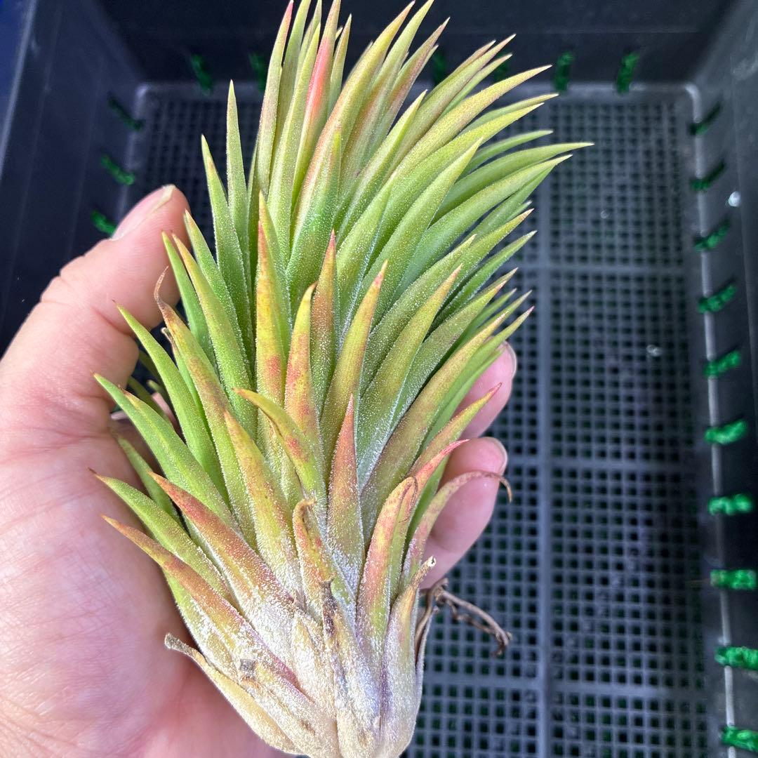 Tillandsia ionantha 'Apretado BRT' ブロメリア