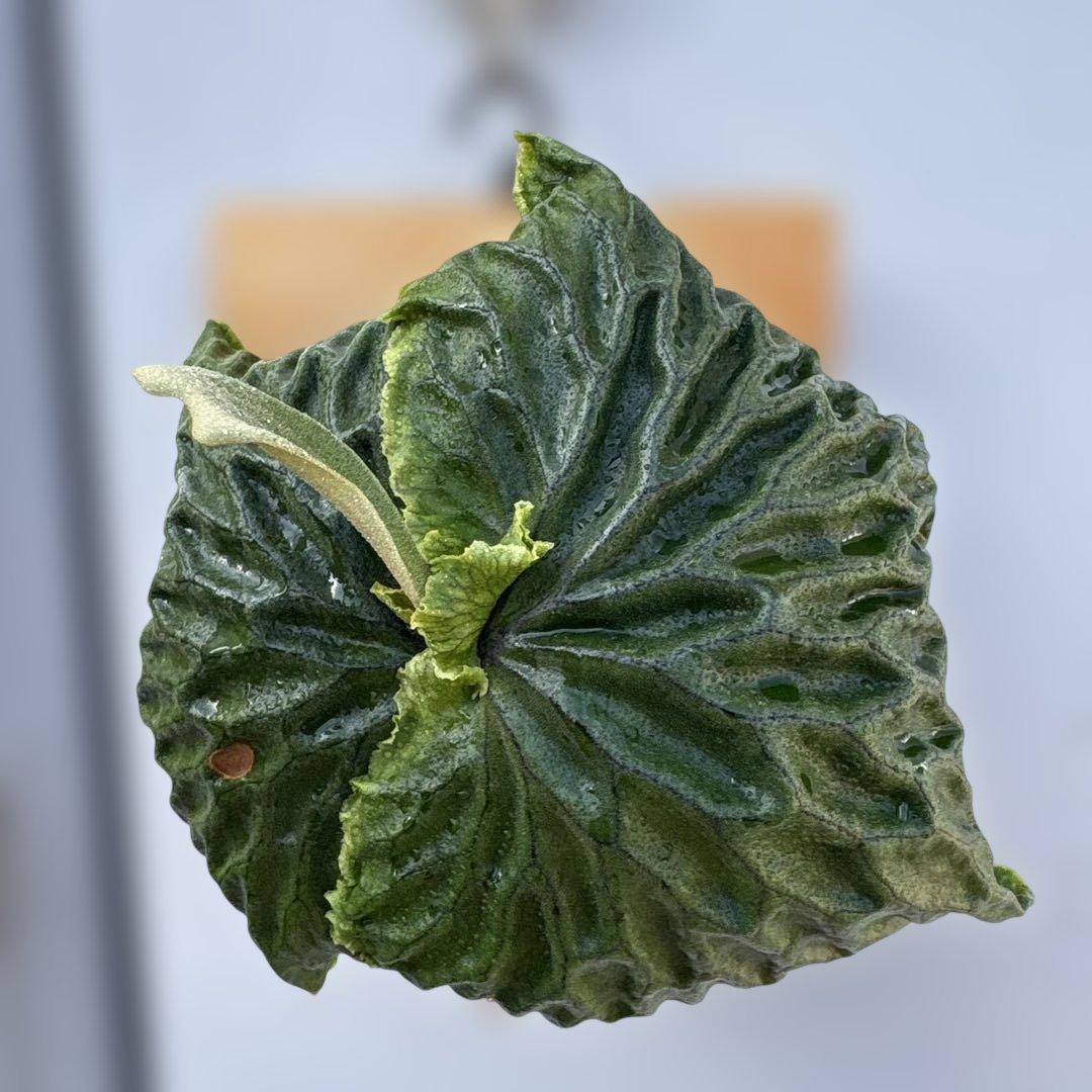 マダガスカリエンセ　ビカクシダ　胞子培養苗
