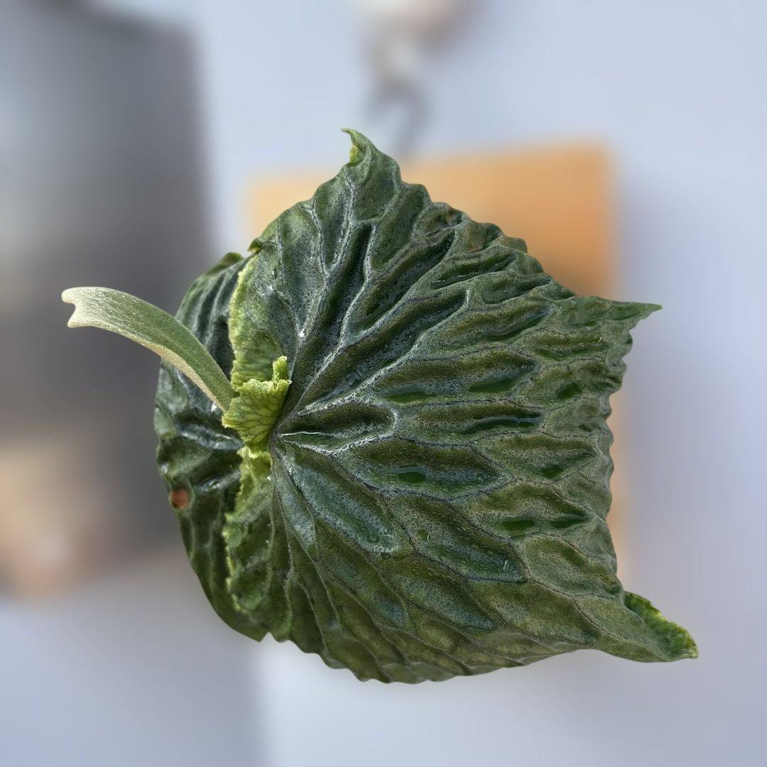 マダガスカリエンセ　ビカクシダ　胞子培養苗