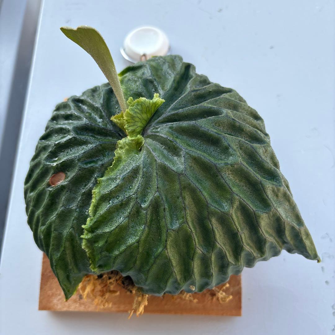 マダガスカリエンセ　ビカクシダ　胞子培養苗