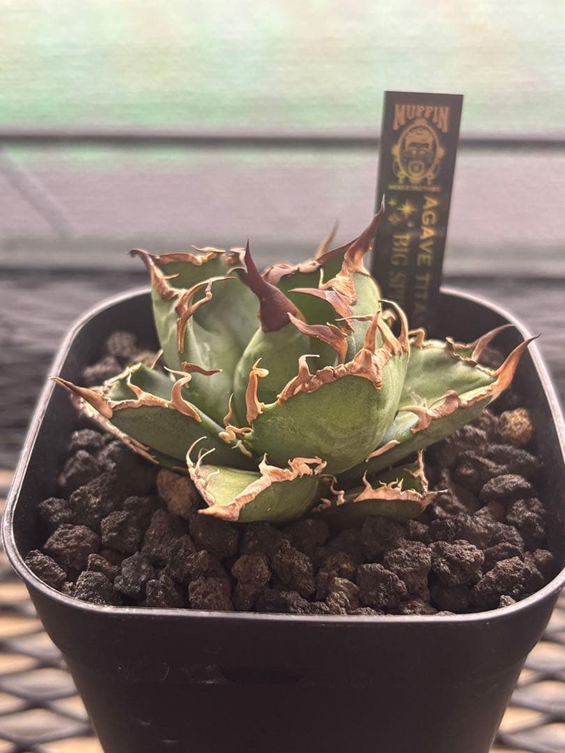 アガベ　チタノタ　BIG SPINE