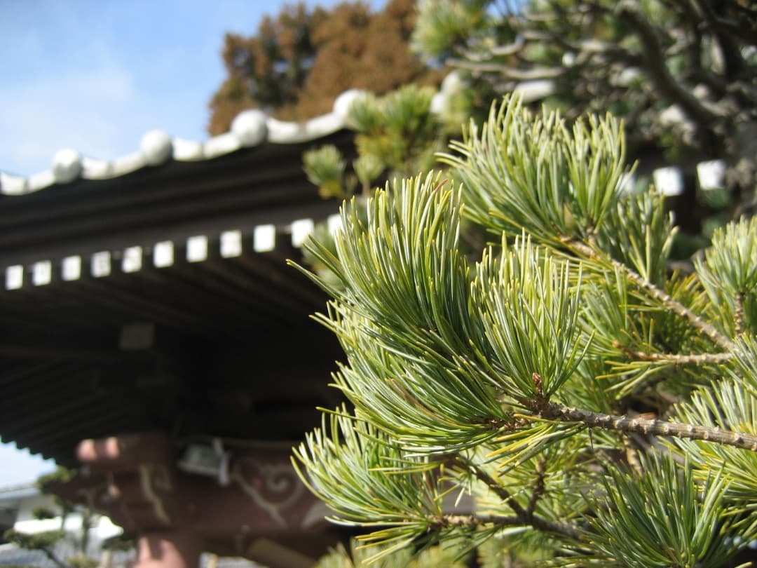 実写美⭕️【動作確認済】Canon　IXY　DIGITAL 70 PC1193