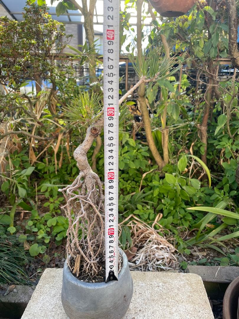 根上がり黒松中品盆栽