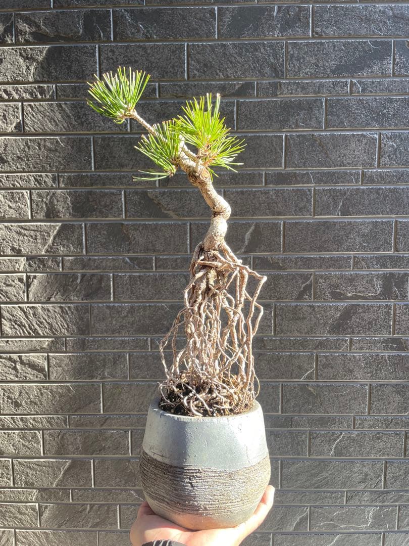 根上がり黒松中品盆栽