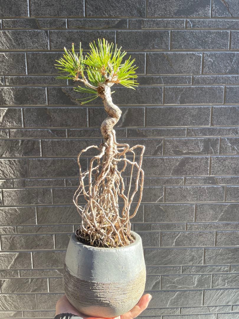 根上がり黒松中品盆栽