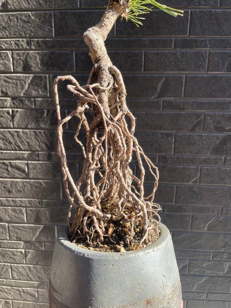 根上がり黒松中品盆栽
