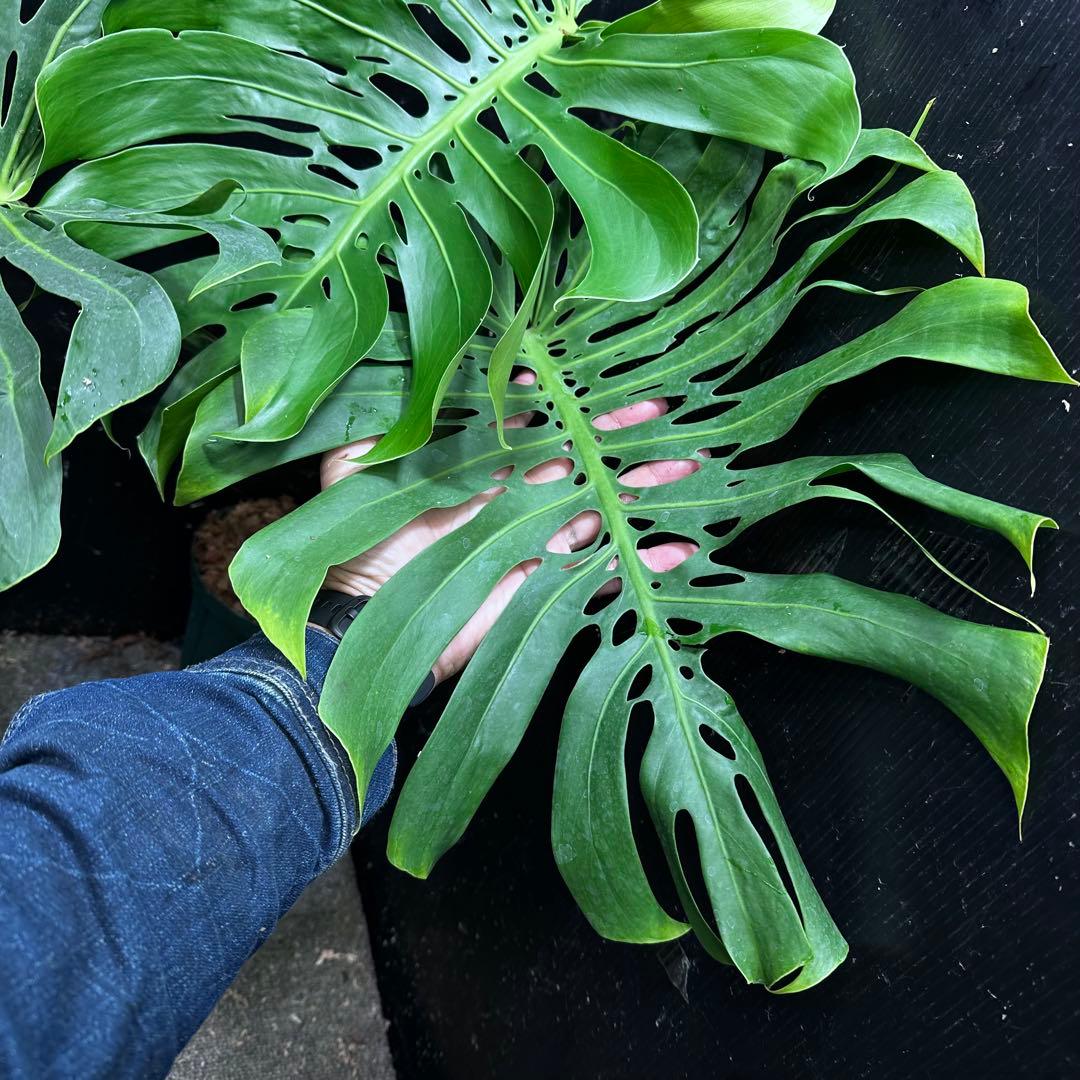 モンステラデリシオーサマクロコズム超希少系統鉢植え74㎝レア