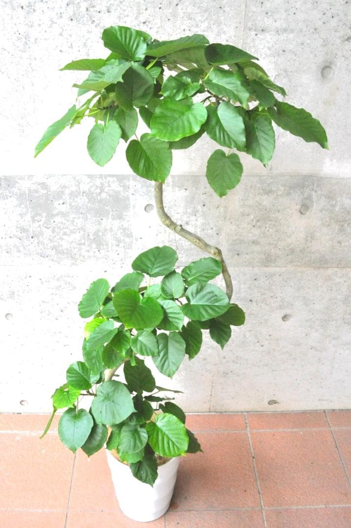 フィカス・ウンベラータ 8号 141cm S-shaped tree form