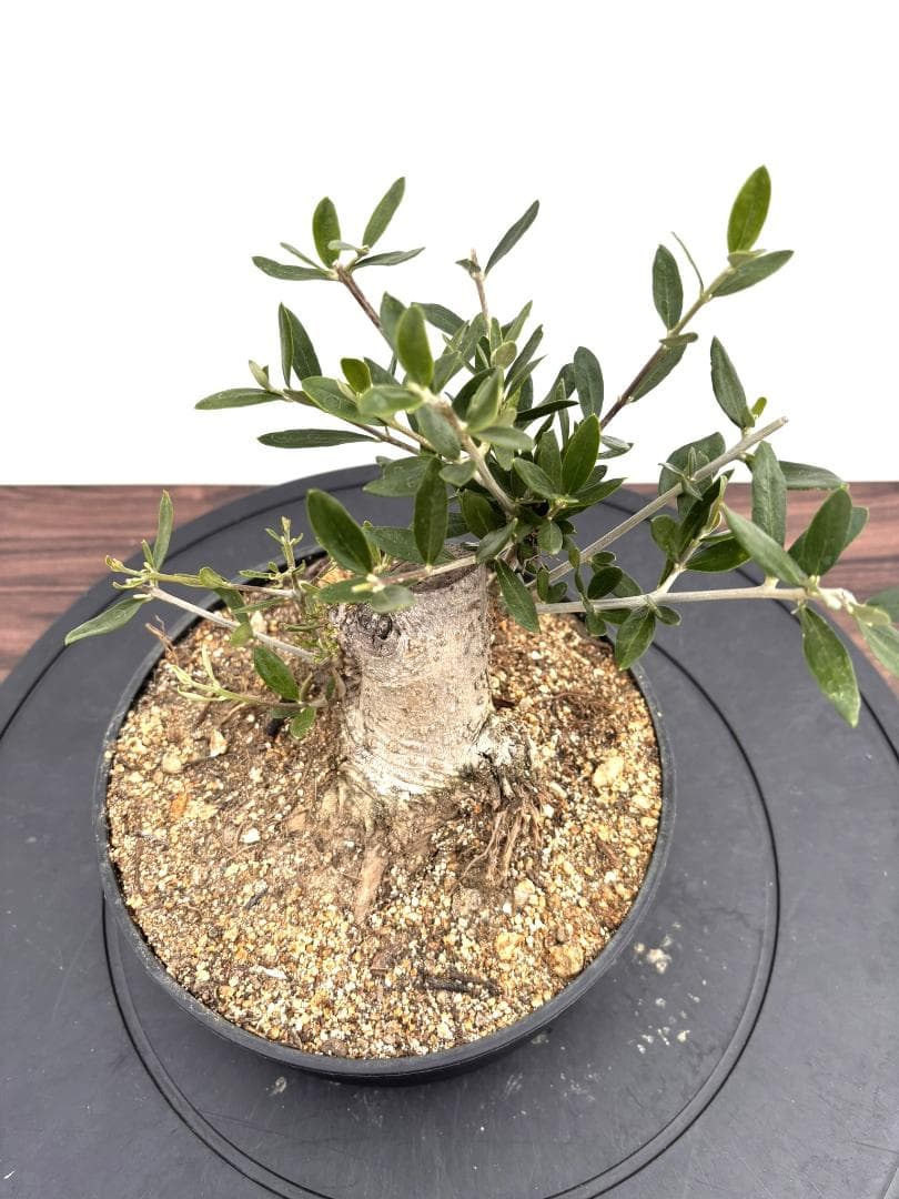オリーブの木　盆栽風　ルッカ　6号　約22cm　NO.789　人気品種　現品掲載