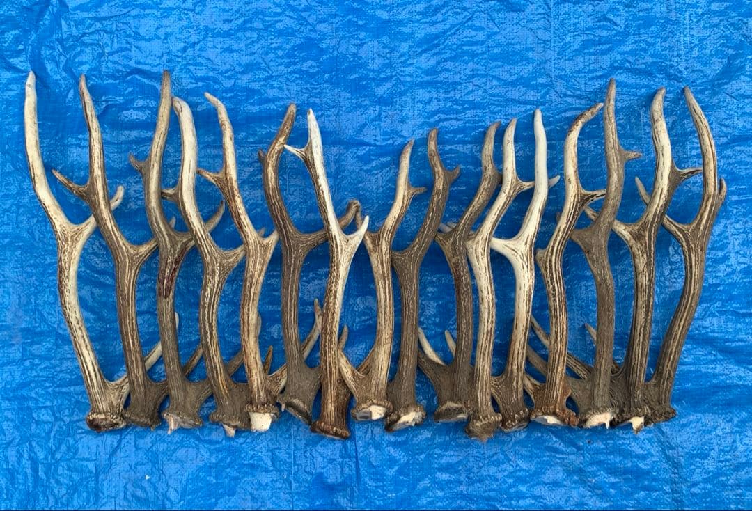 No.2093『鹿角16本セット』鹿の角　エゾ鹿　鹿角　蝦夷鹿