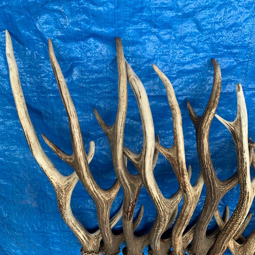 No.2093『鹿角16本セット』鹿の角　エゾ鹿　鹿角　蝦夷鹿