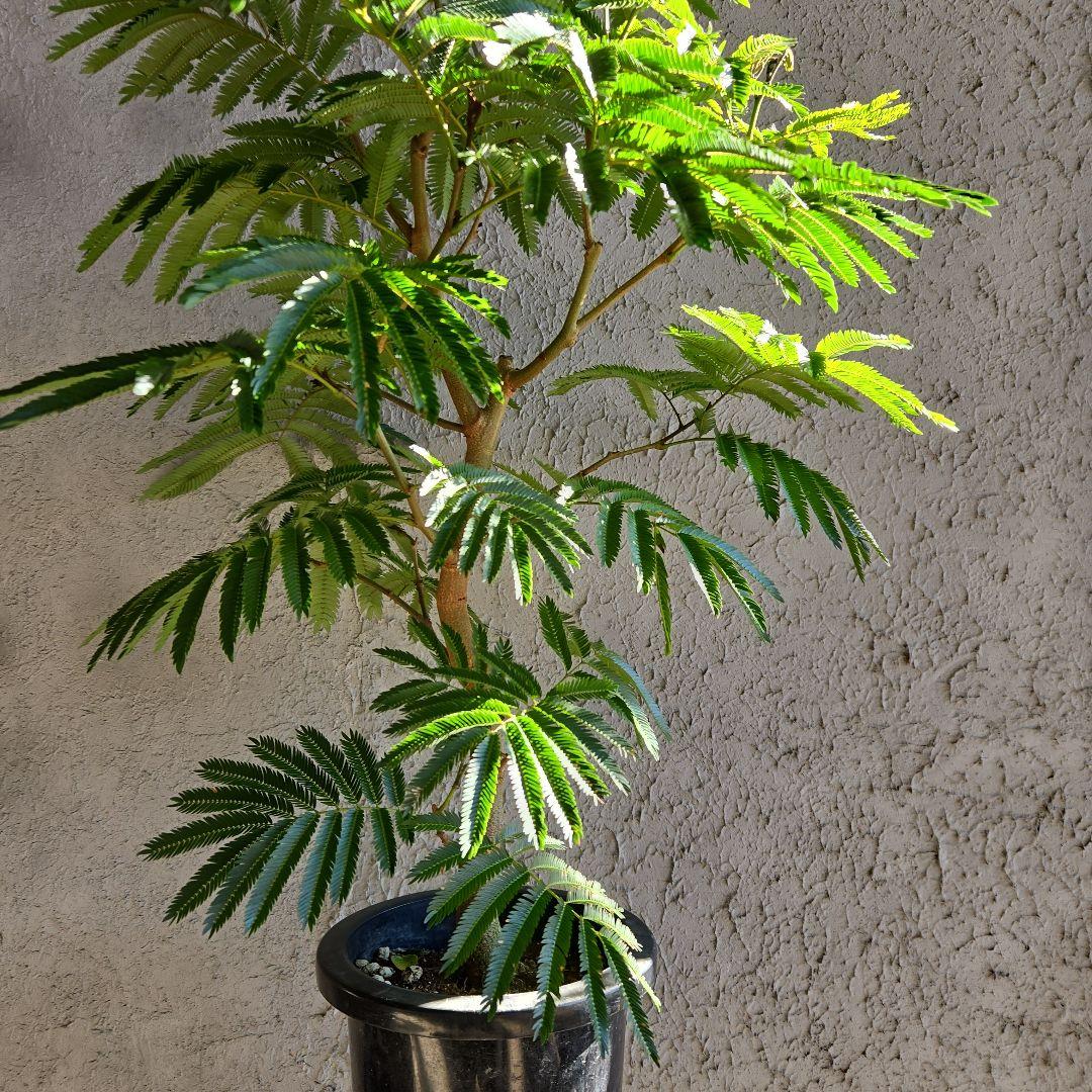 ③　エバーフレッシュ　8号特大苗木最高等級極上品‼️　極太