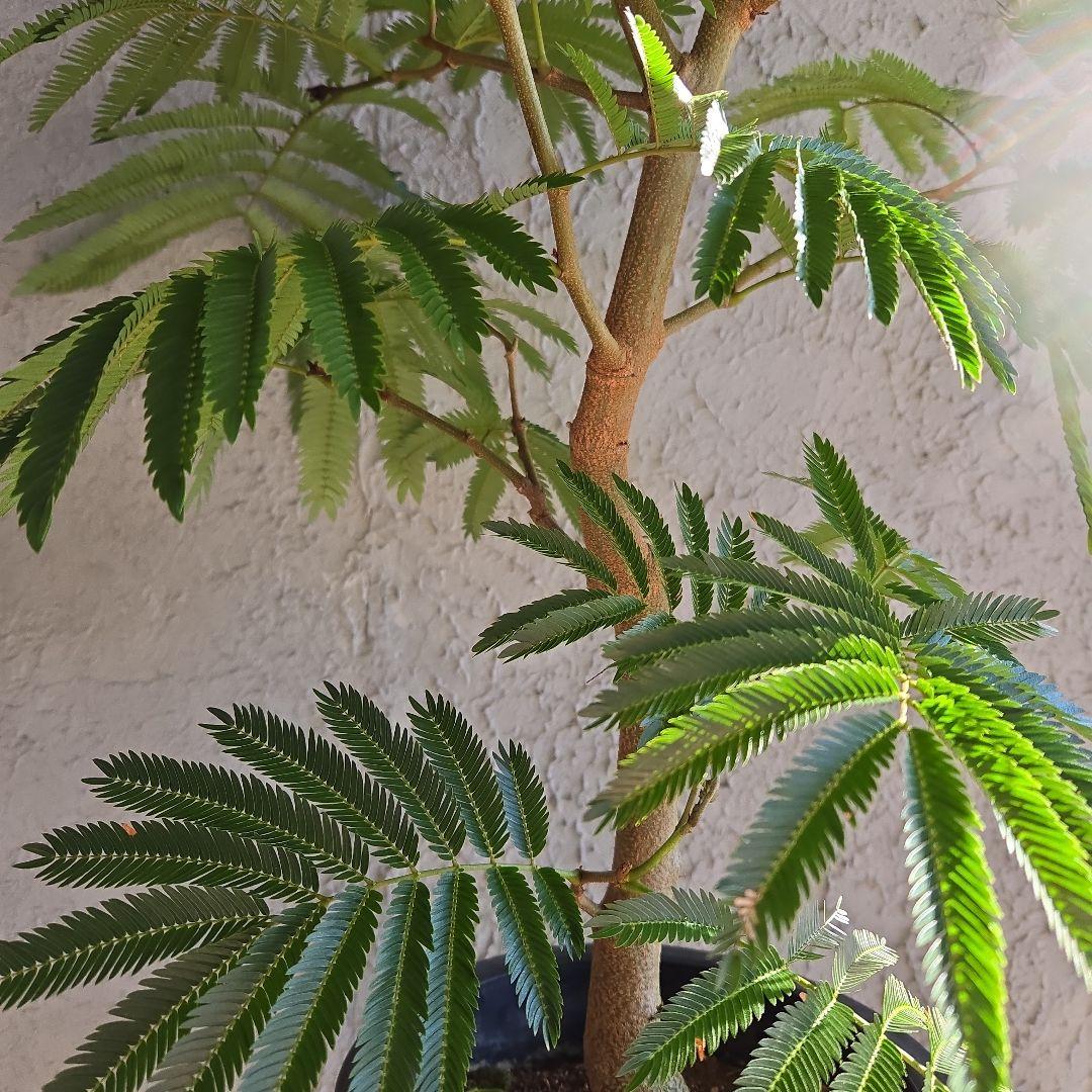 ③　エバーフレッシュ　8号特大苗木最高等級極上品‼️　極太