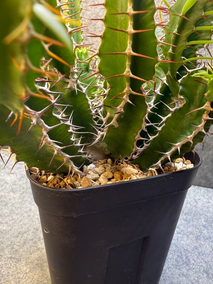 ユーフォルビア　ムランジーナ　実生　339