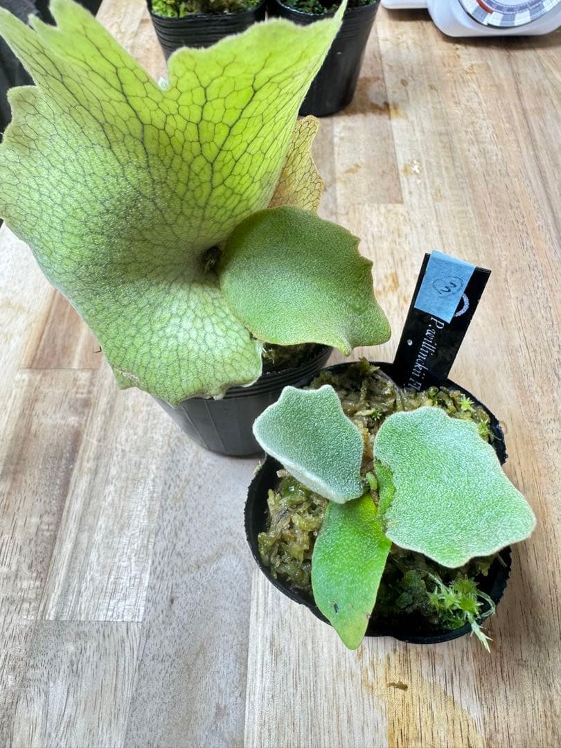 willinckii Fly dwarf 確定③ オマケ付き