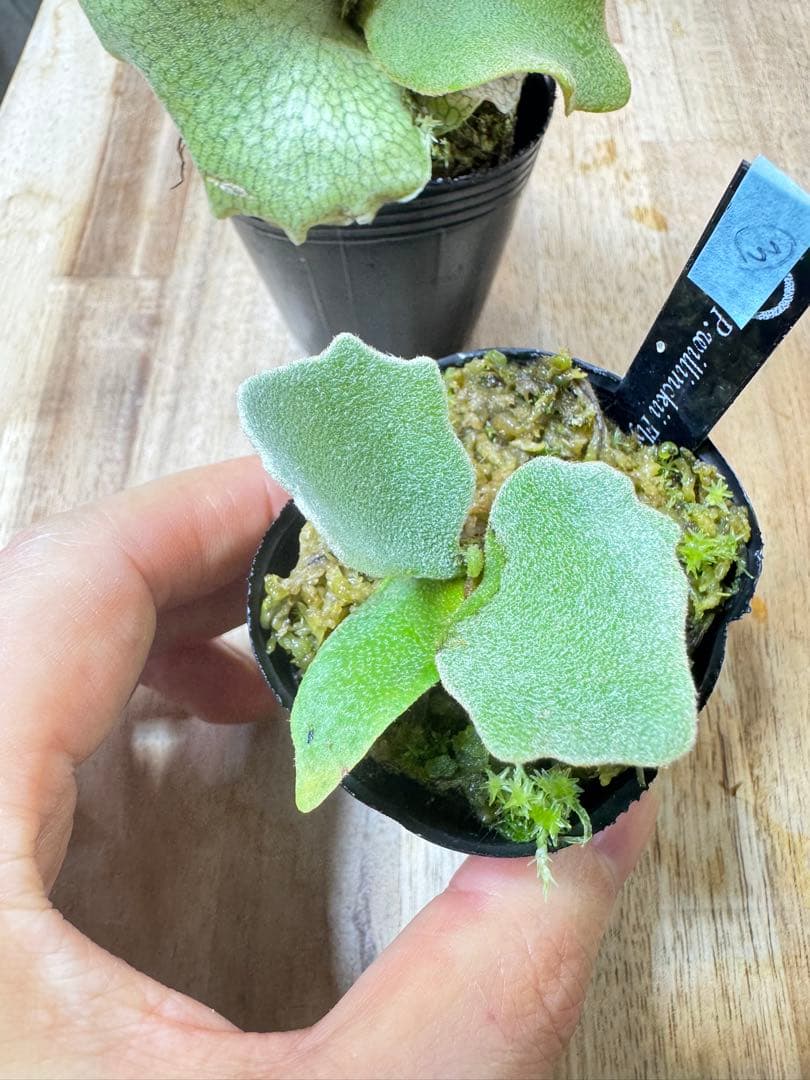 willinckii Fly dwarf 確定③ オマケ付き