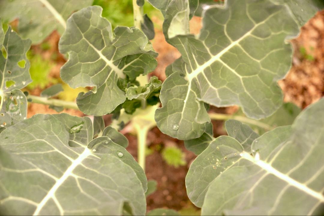 希少品❗️作例付き❗️Zunowの中判レンズ　zuminor 7.5cm f3.5