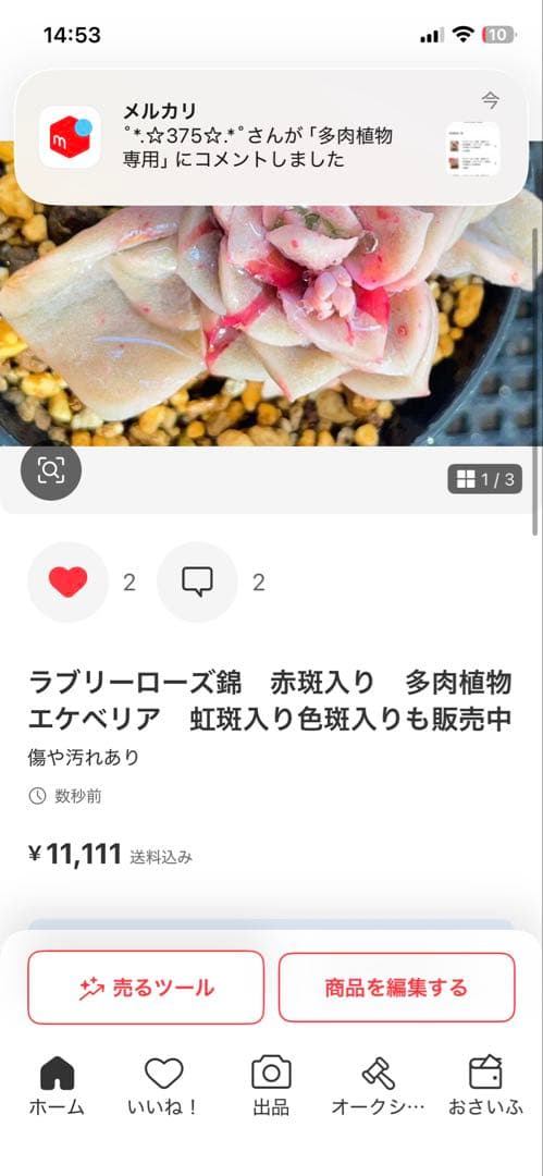 多肉植物　専用