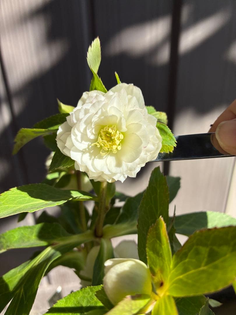 ♡開花中♡クリスマスローズ小輪ホワイト多弁