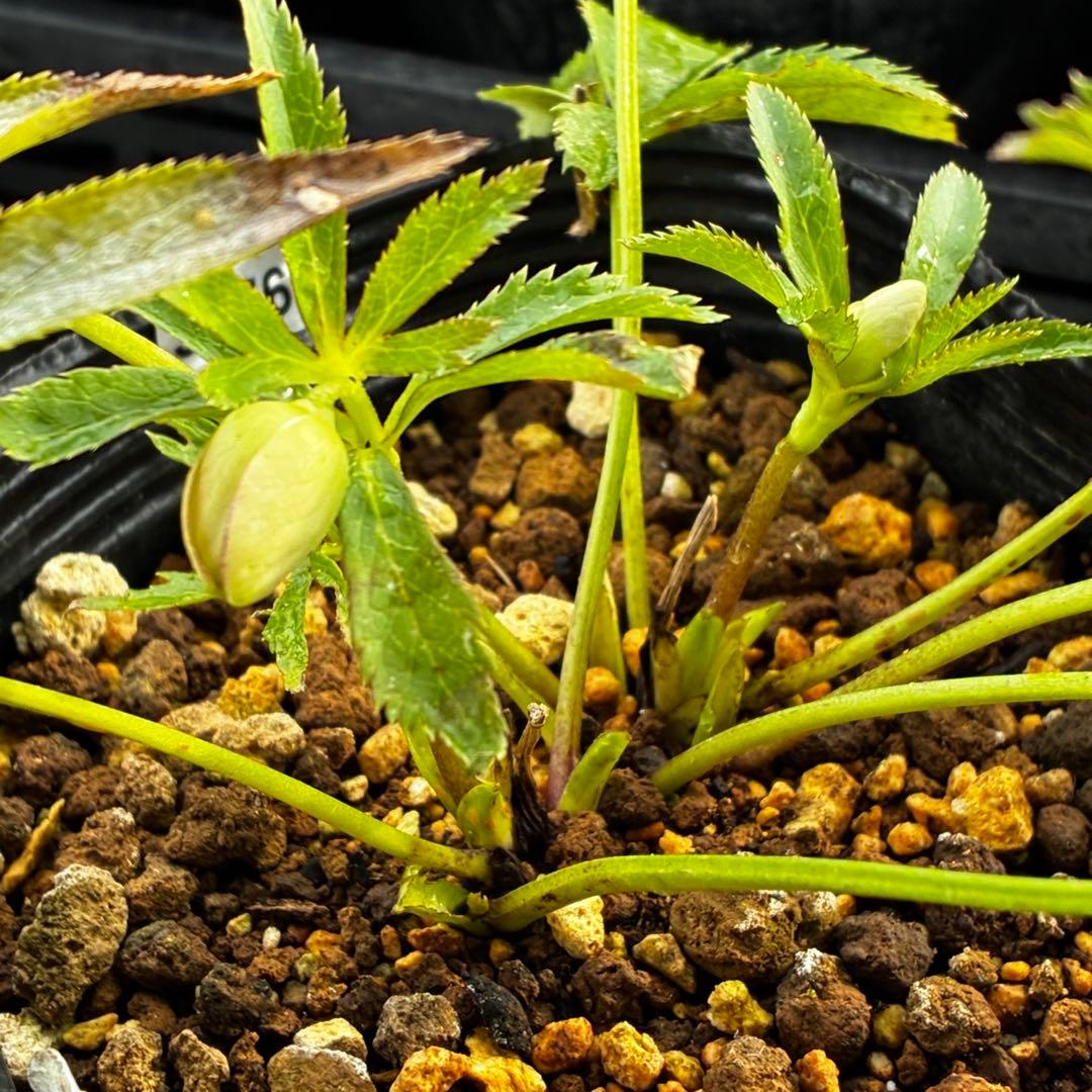 も*読様 3576☘️蕾花付き☘️⭐️オーレアXボッコネイ⭐️芳香⭐️小輪⭐️ピ