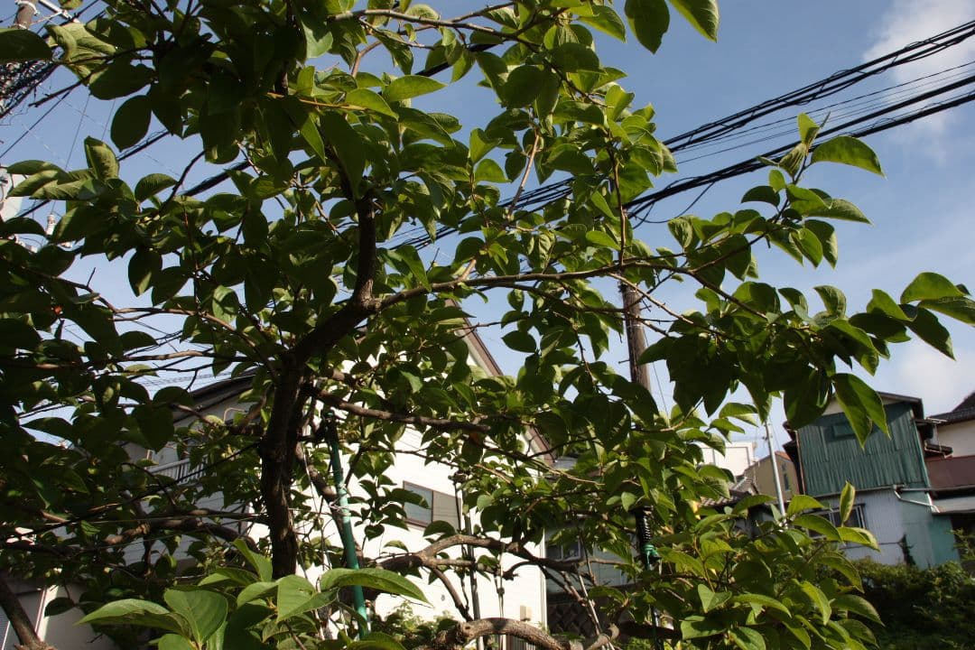 美品　シグマ SIGMA 18-200mm F3.5-6.3 DC OS