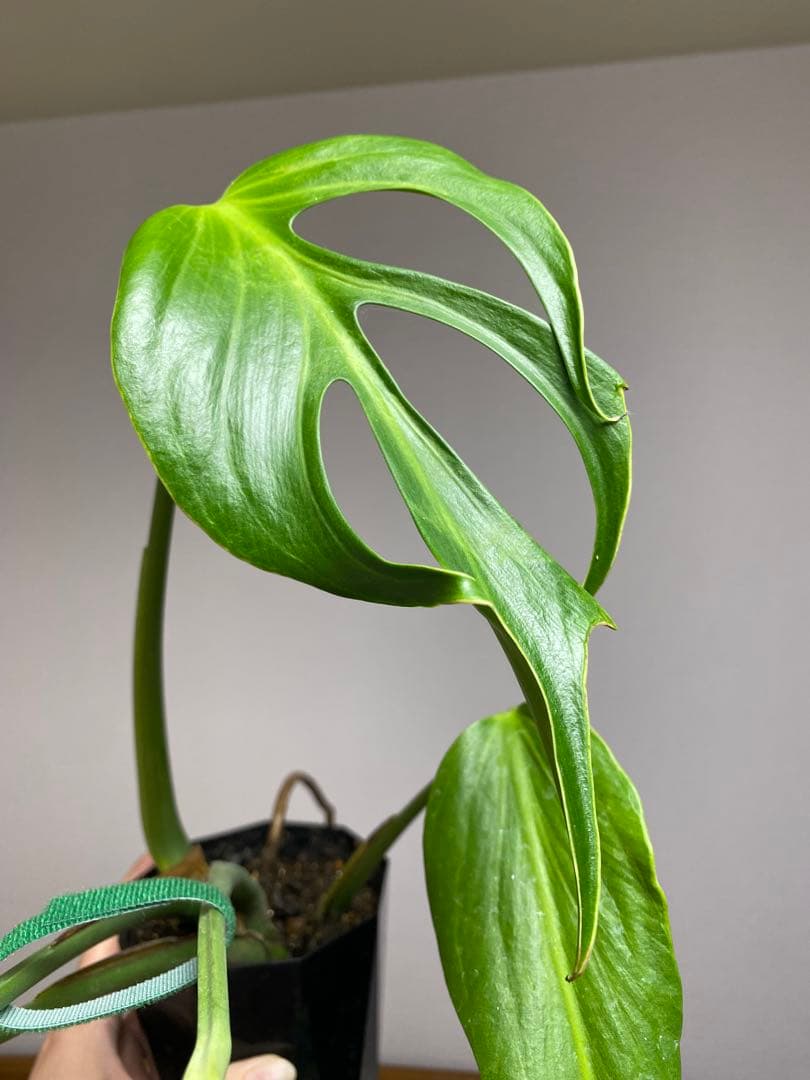 A*I様 【棚整理セール‼️】モンステラ　バールマルクス　希少　レア　人気‼️