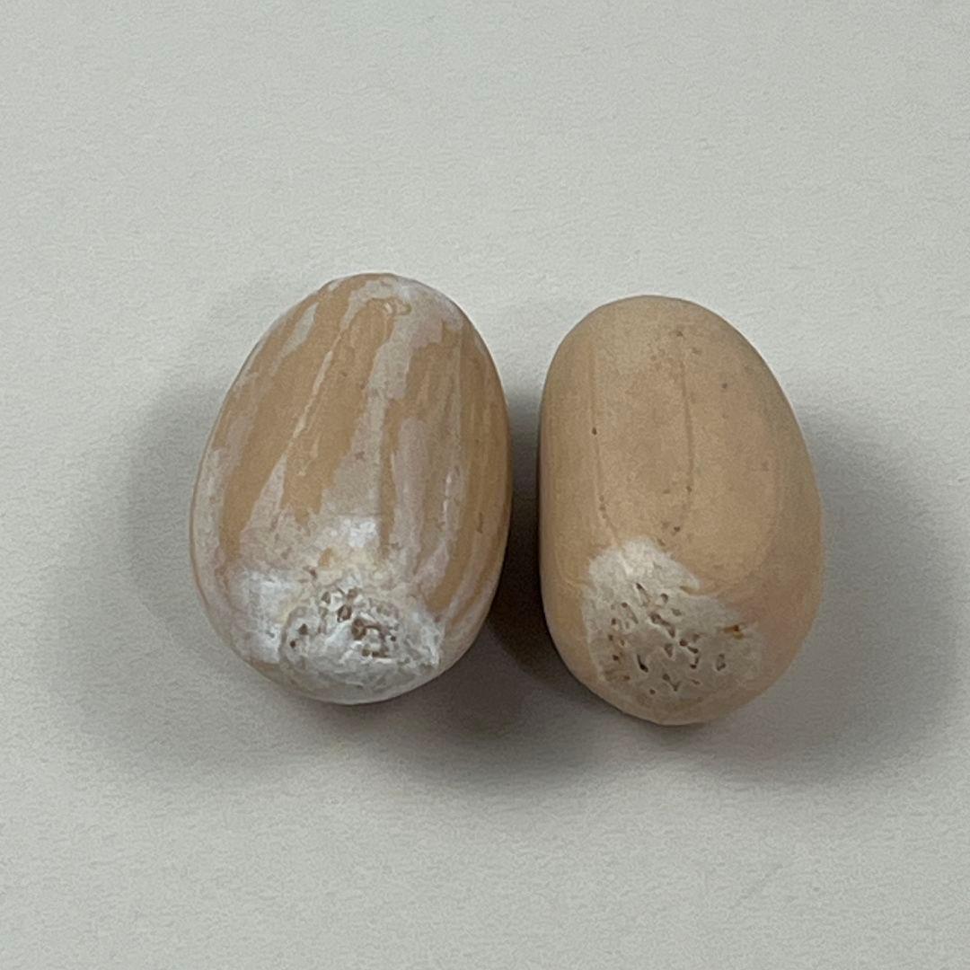 し*ち様 D78新鮮な種 エンセファラルトス・ホリダス 種子2粒