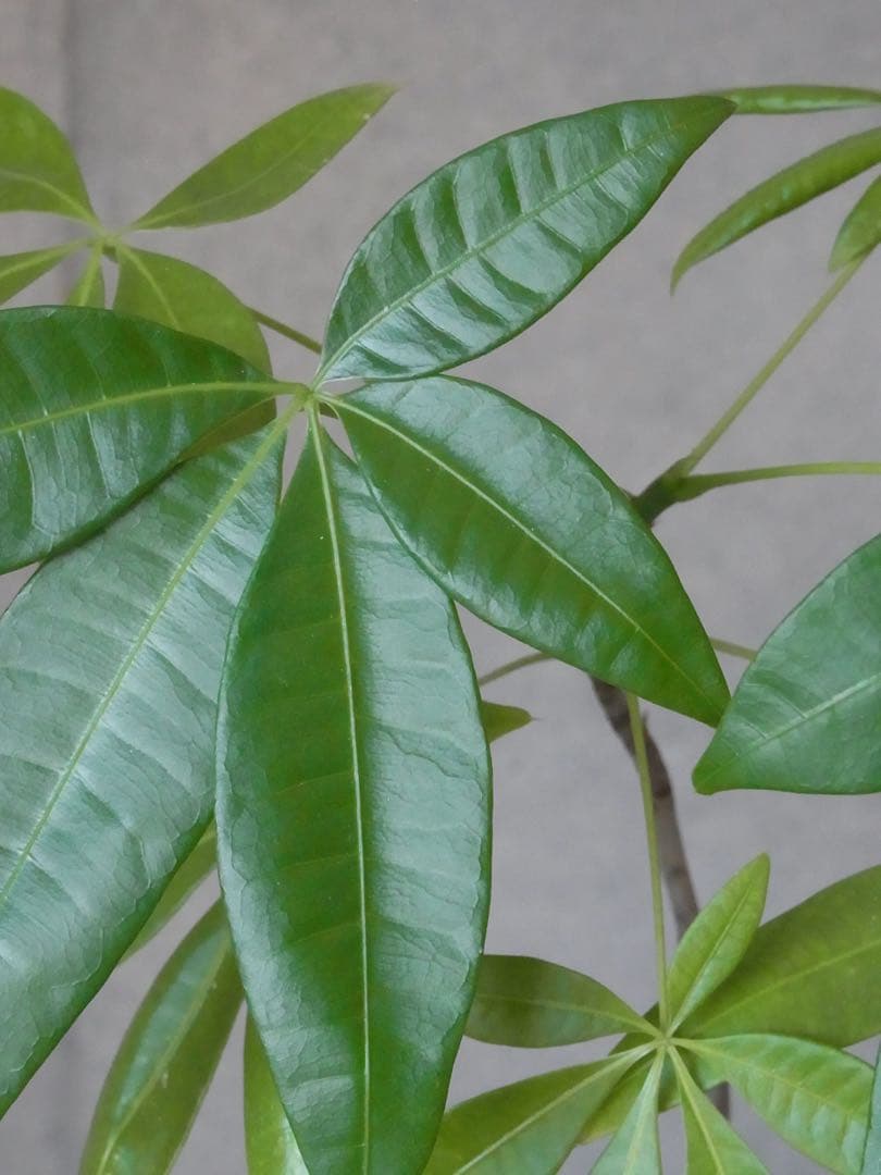 RICOH コンデジ デジカメ　CX6