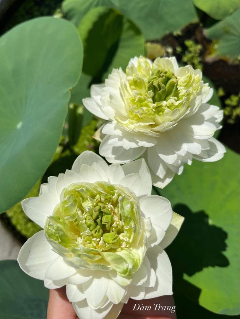 ぱんださんからまとめ