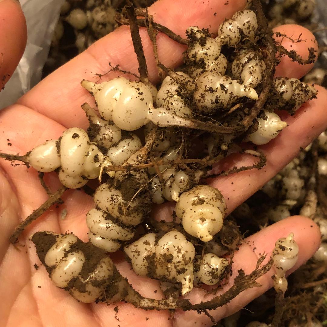 ちょろぎ　縁起物　珍しい生のちょろぎ 2キロ　どろ付き