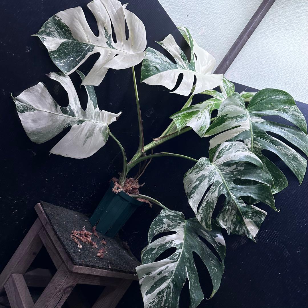 く*。様 斑入りモンステラ ホワイトタイガー極美大株73cm白斑多