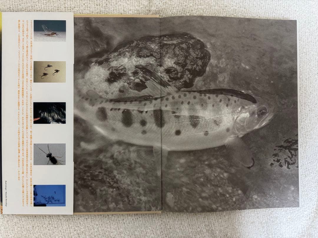 A FLY FISHER'S VIEW 水生昆虫アルバム 島崎憲司郎