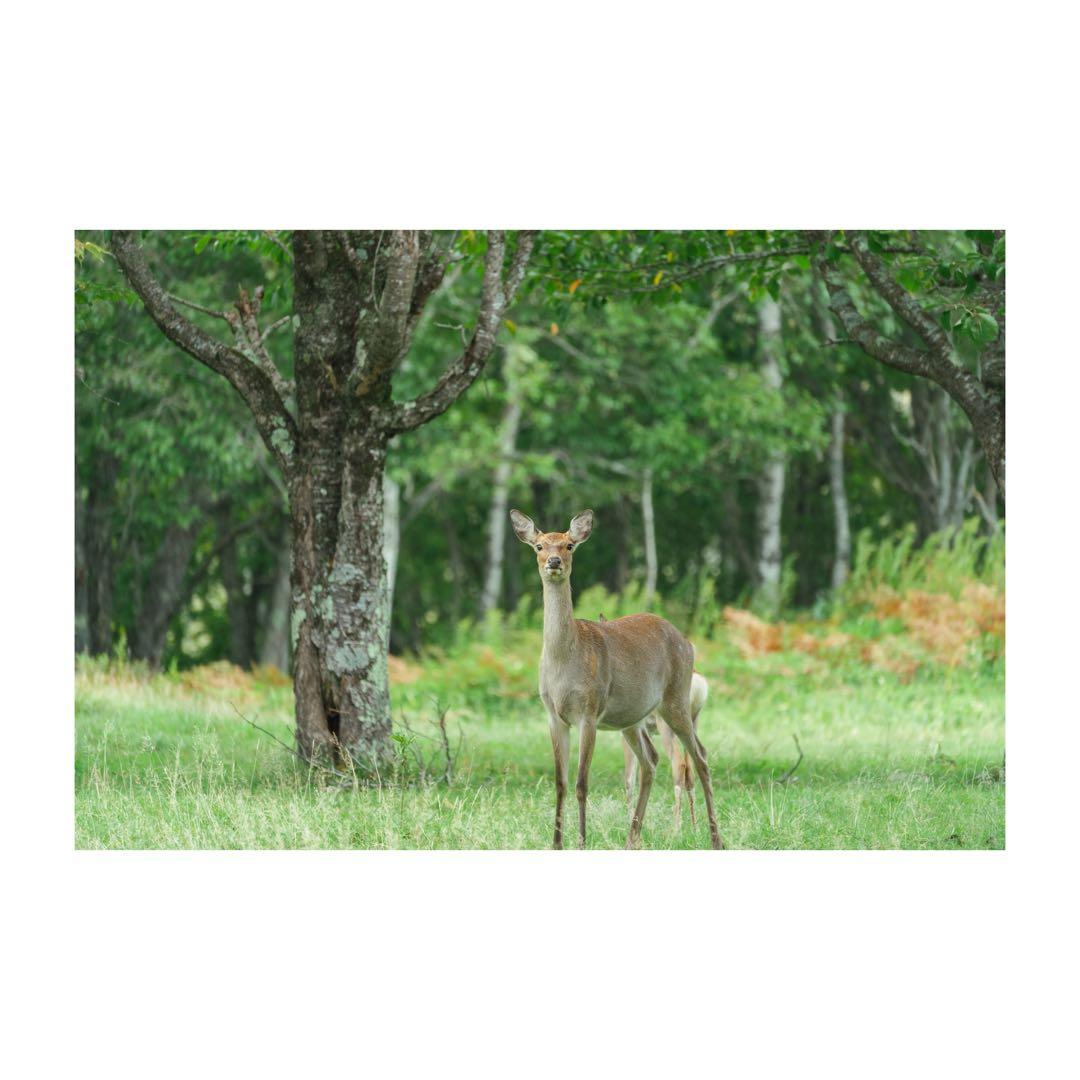 タムロン50-400mmF/4.5-6.3 Di III VC VX三脚座付き