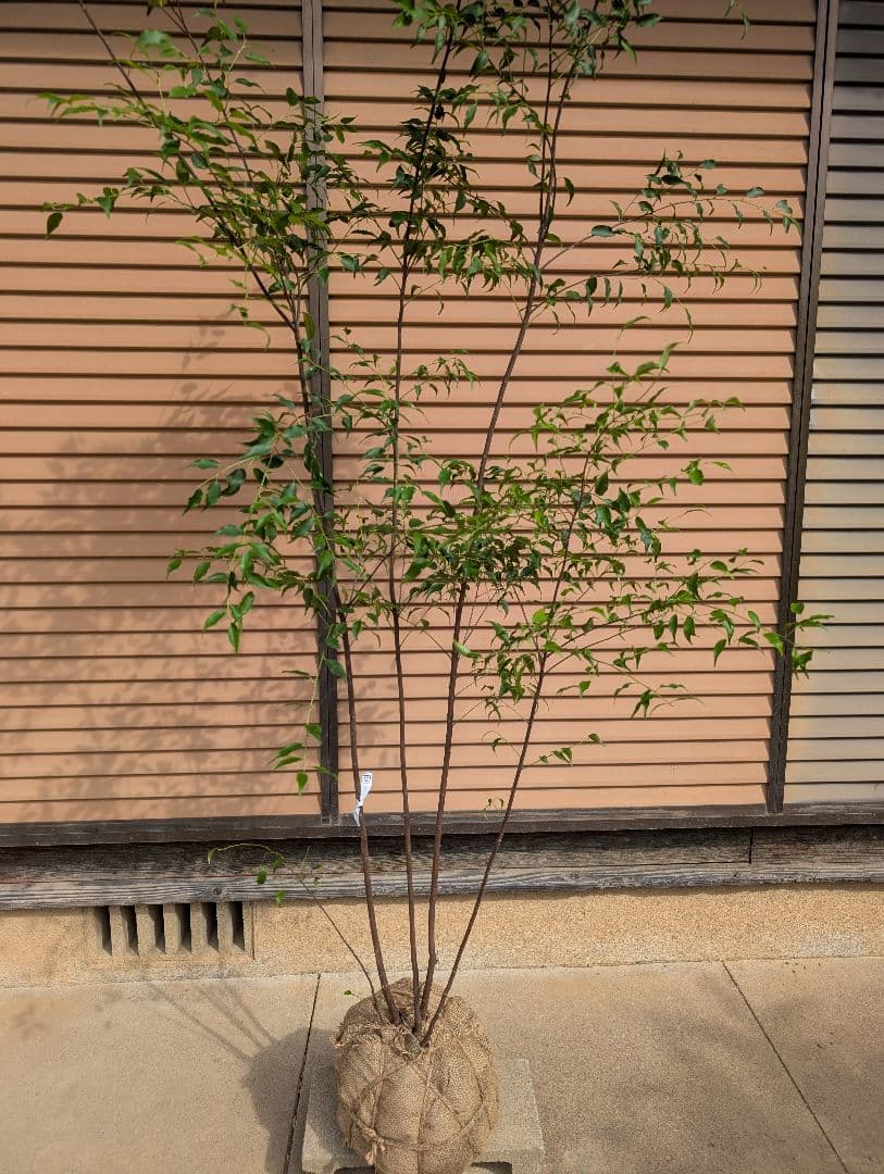 ハイノキ　株立　約1.7m　②