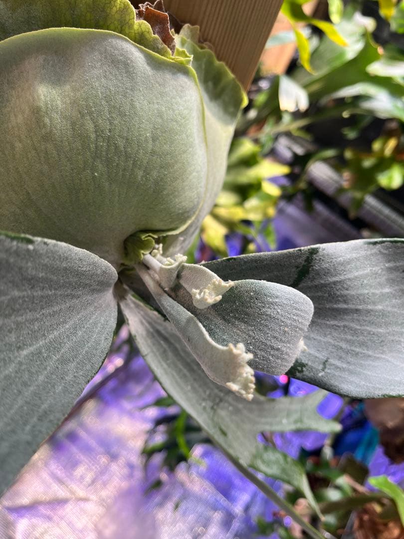 ビカクシダ　E-1 白ビフ　板付　大株