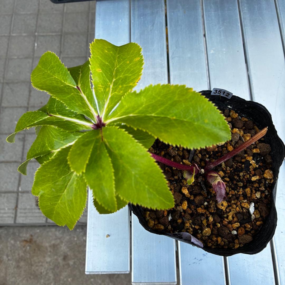 r*o様 3512☘️蕾花付き☘️極上☘️⭐️キラキラ光線⭐️レッド⭐️多花性⭐