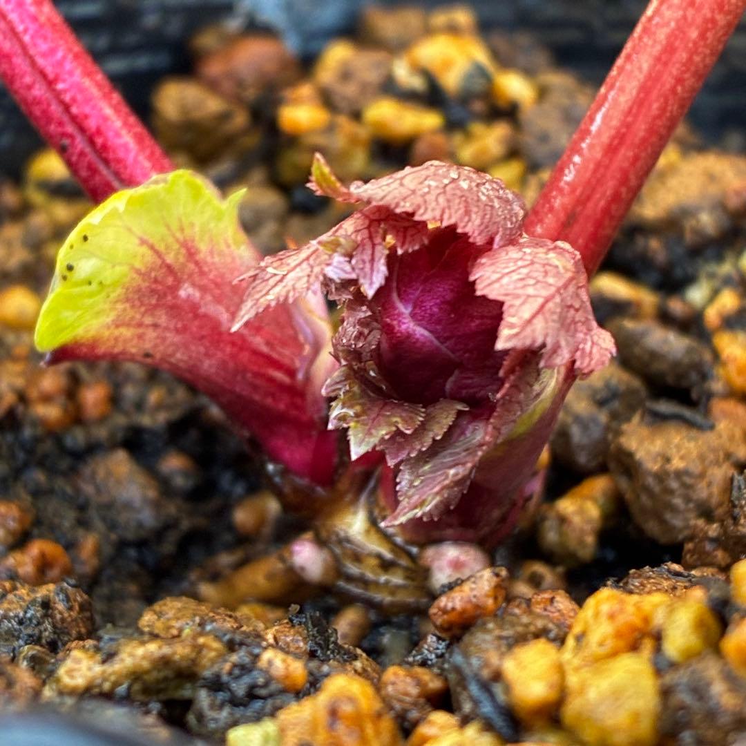 r*o様 3512☘️蕾花付き☘️極上☘️⭐️キラキラ光線⭐️レッド⭐️多花性⭐