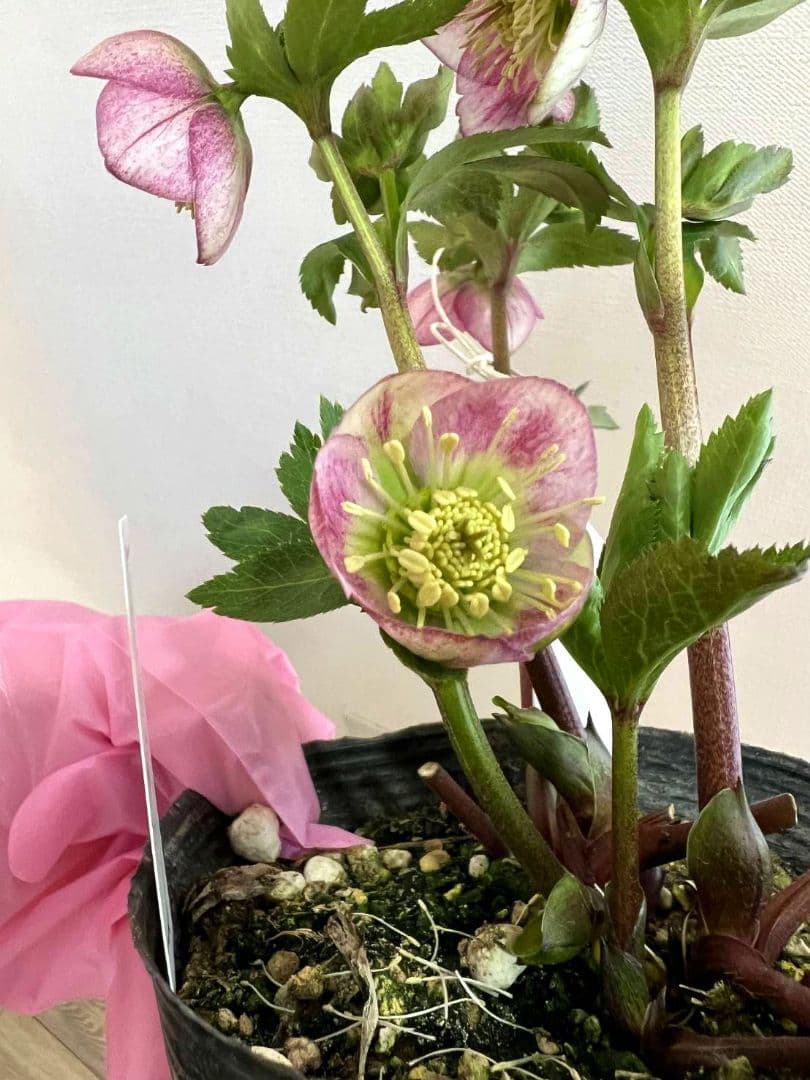 ま*い様 クリスマスローズ　パステリッシュストレイン　苗　小輪　カップ咲き　多花