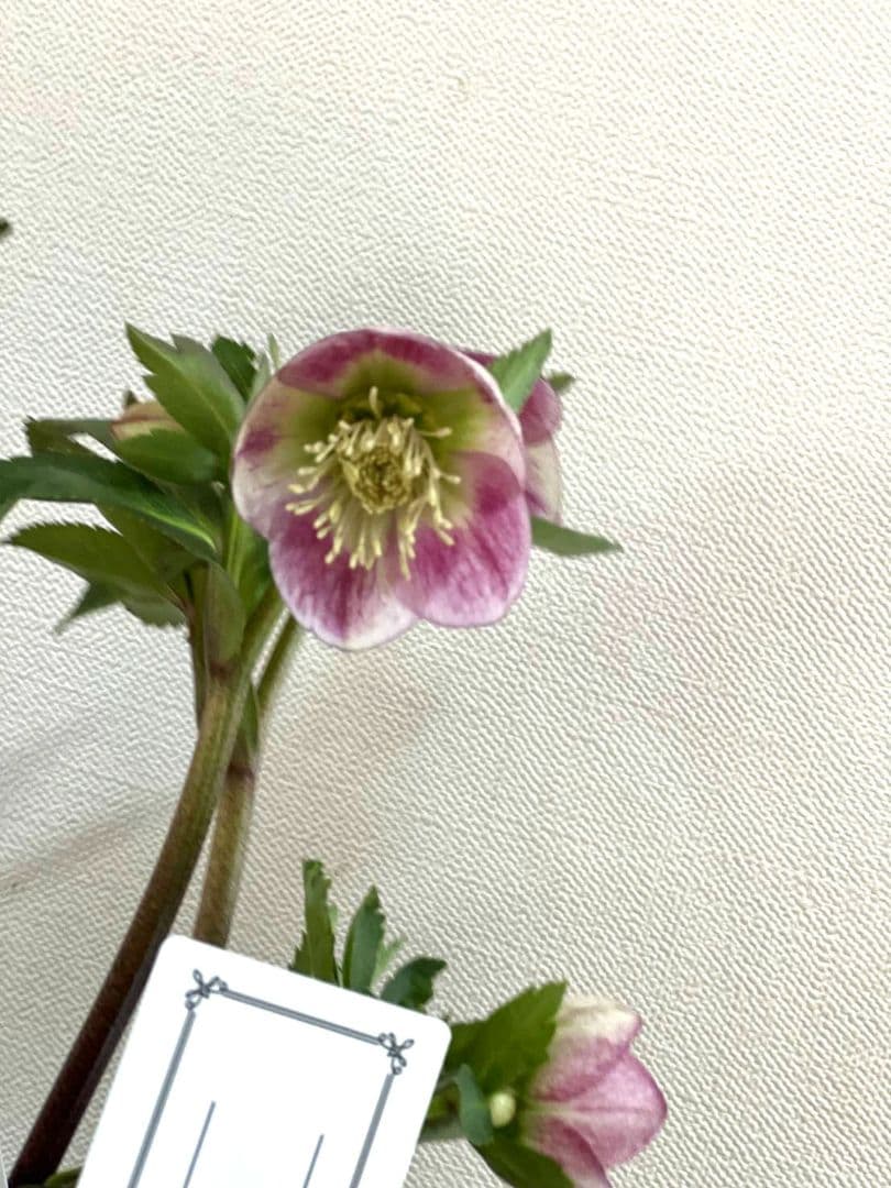 ま*い様 クリスマスローズ　パステリッシュストレイン　苗　小輪　カップ咲き　多花