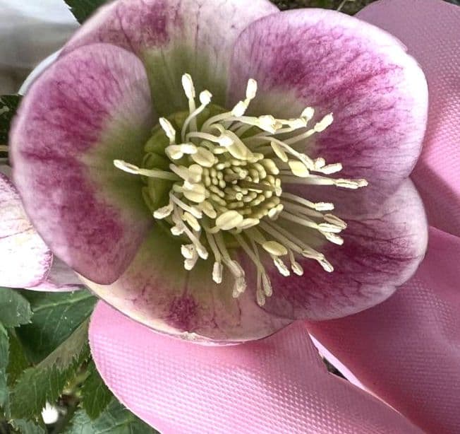 ま*い様 クリスマスローズ　パステリッシュストレイン　苗　小輪　カップ咲き　多花