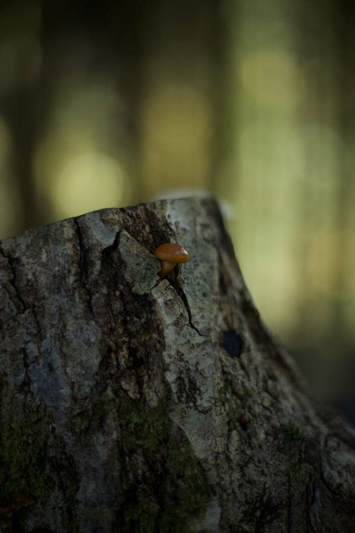 M*n様 Canon EOS RP本体＋給電式バッテリー＋マウントアダプター（R