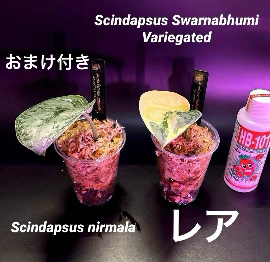 スキンダプサス　レア　セット　H2