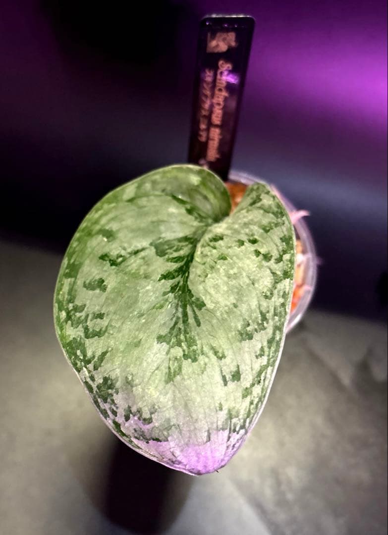 スキンダプサス　レア　セット　H2