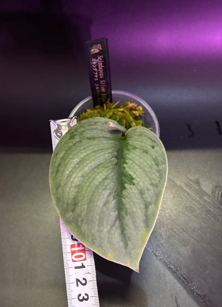 スキンダプサス　レア　セット　H2