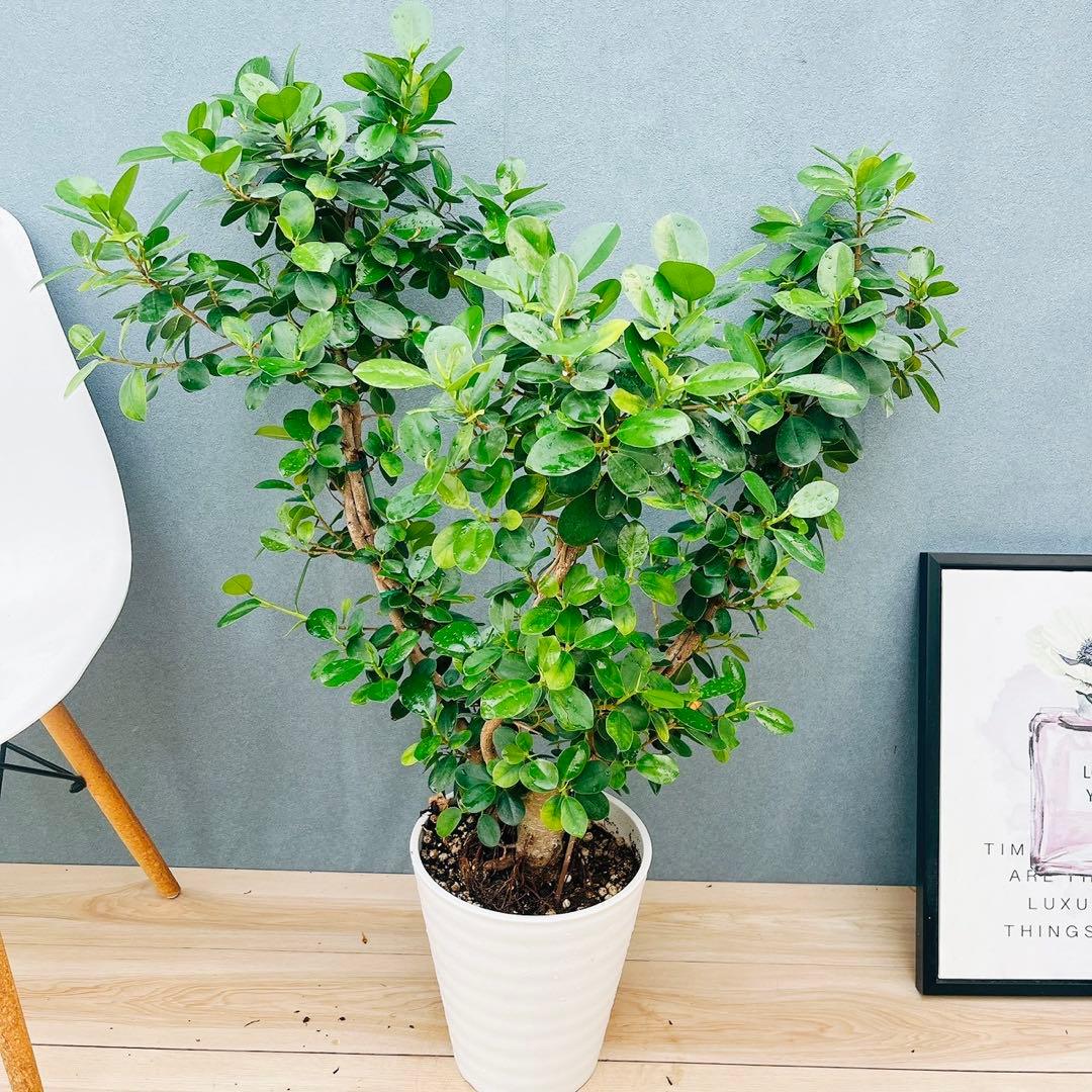 ［現品］【希少】※売約済※ A2 パンダガジュマル　8号　観葉植物　室内　レア